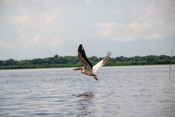 Pelican in Danube Delta , Romania