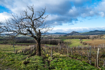 Fototapeta na wymiar la vigne en Auvergne