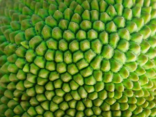 The surface of the jackfruit