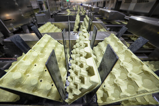 Chicken And Egg Production At Poultry. Factory of fresh eggs.