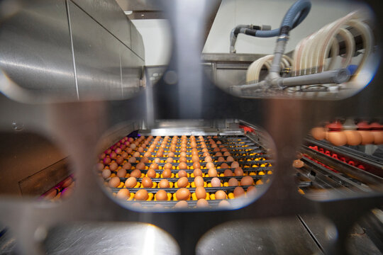 Chicken And Egg Production At Poultry. Factory of fresh eggs.