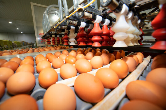 Chicken And Egg Production At Poultry. Factory of fresh eggs.