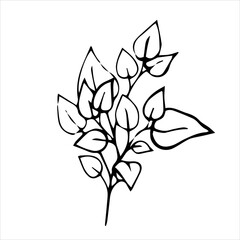 Spring twig with leaves, floral vector object in doodle style, flowers hand draw, isolate on a white background.