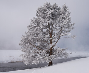 Frozen Tree Along Yellowstone River On A Winter Day