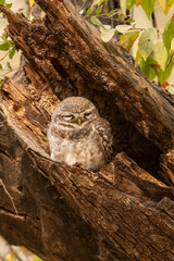spotted owl or owlet or Athene brama resting in nest during safari at forest of central india
