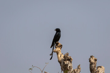 Black drongo or Dicrurus macrocercus portrait perched on tree in natural sky background