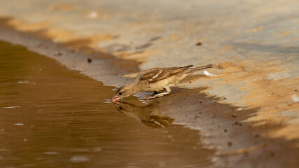 yellow throated sparrow or chestnut shouldered petronia xanthocollis bird with reflection in water quenching thirst from waterhole in hot summer season safari to dry deciduous forest of central india