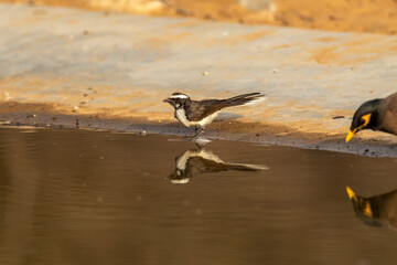 White throated fantail or Rhipidura albicollis small bird with reflection in water quenching thirst from waterhole in hot summer season safari to dry deciduous forest of central india