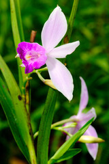 Bamboo Orchid in Sri Lanka // Orchidee im Sinharaja Nationalpark (Arundina graminifolia) - Sri Lanka - obrazy, fototapety, plakaty