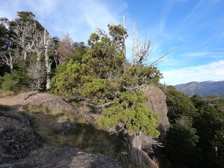 Fototapeta na wymiar Mountain forest near the city of San Carlos de Bariloche