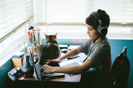 Tabby Cat Sits On Desk While Boy Works On Laptop