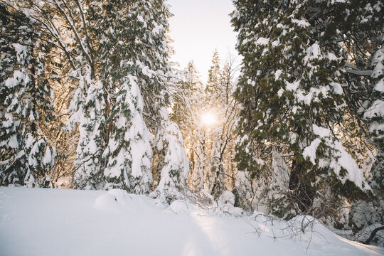 Sun peeks Through Snow Covered Trees.
