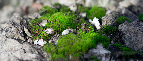 Bright moss on stones, macro