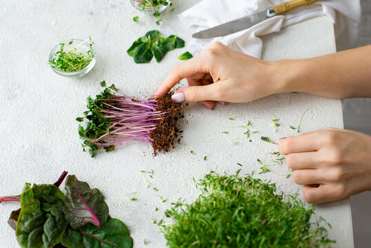 Microgreen sprouts in female hands. Raw sprouts, healthy eating
