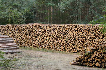 viele Baumstämme liegen am Waldrand