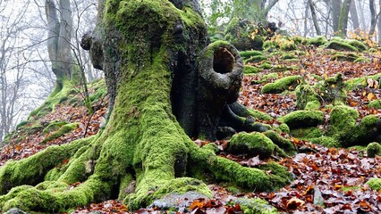 Wald mit moosbewachsener Baumwurzel, Herbstwald