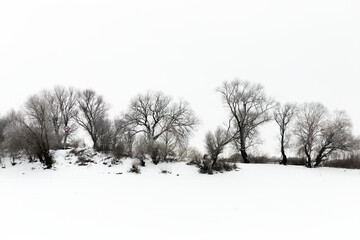 snow covered trees