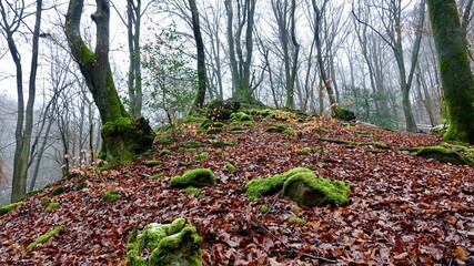 Wald mit moosbewachsener Baumwurzel, Herbstwald