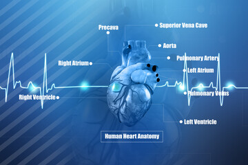 3d illustration  Anatomy of Human Heart 
