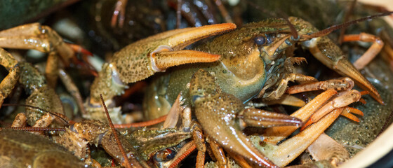 A lot of live crayfish with claws