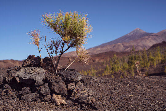 small pine tree sapling in front of beautiful volcano in canary island