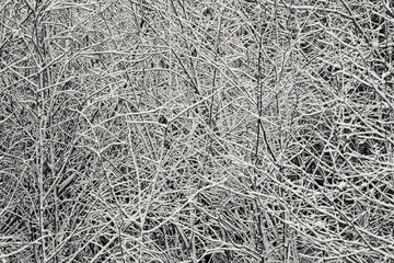 Abstract black and white of snow covered tangle of branches, Maine