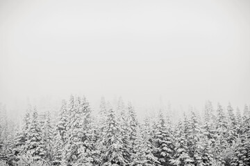 Snow storm covered pine trees recede into fog, Saddleback, Maine