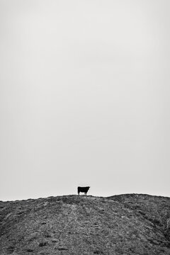 Lone cow isolated against sky stands on hill in eastern Utah
