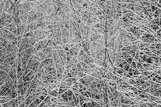 Abstract black and white of snow covered tangle of branches, Maine