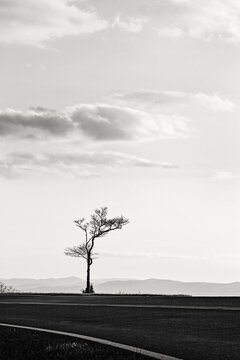 black and white of lone tree along Blue Ridge Parkway, Virginia