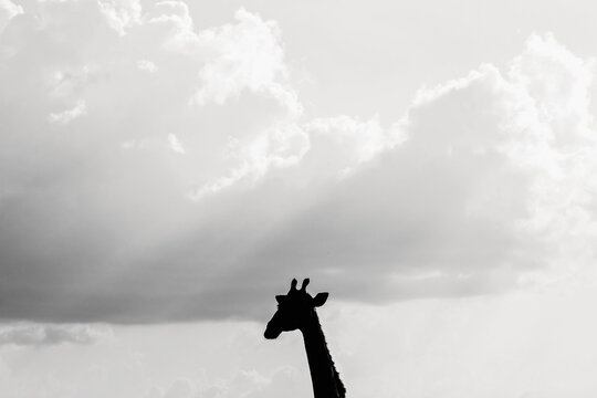 Silhouette of a Giraffe's head against the sky, Namibia, Africa