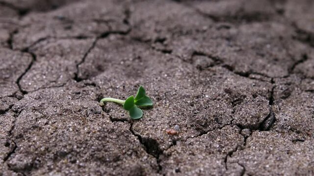 Green sprout falling and drying out on the parched, cracked ground under the scorching sun. Concept of death, supply disruption, and lack of resources. World Earth Day and global warming