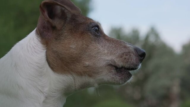 Side close view of head lost small dog jack russell terrier in city park. Concept animal care. - Powered by Adobe