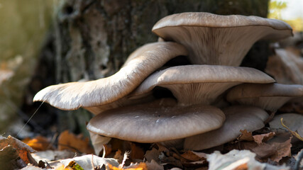 Large beautiful mushrooms Pleurotus ostreatus in the autumn forest near a tree among fallen leaves