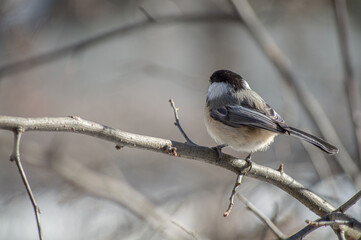 Chickadee on branch