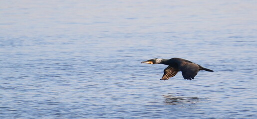 Great Cormorant in flight, Phalacrocorax Carbo