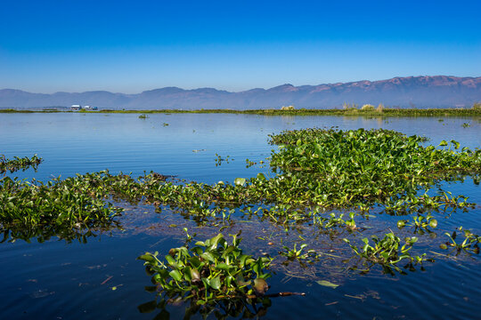 Green plants growing on Lake Inle, Nyaungshwe Township, Taunggyi