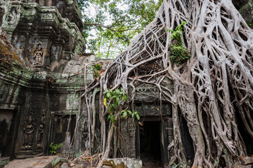 tree grows over temple entrance at the ancient ruins of Angkor Wat