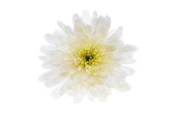 white chrysanthemum isolated