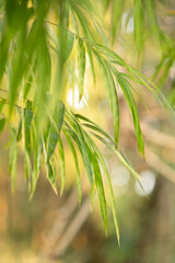 Fototapeta na wymiar Bamboo green color in nature.