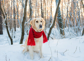 Image of dog white golden retriever in red scarf, outdoors at winter time. Domestic pet in frosty cold weather