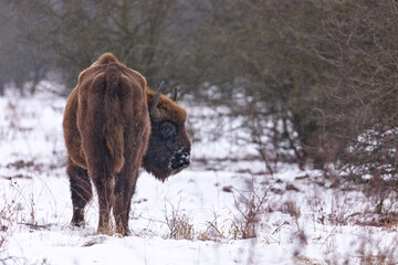 European bison in the beautiful white forest during winter time © photocech