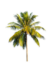 Fototapeta na wymiar Coconut tree in isolated with clipping path.Cocoanut tree in Isolated with clipping path.