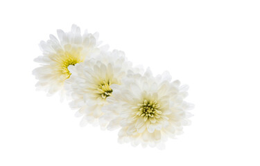 white chrysanthemum isolated