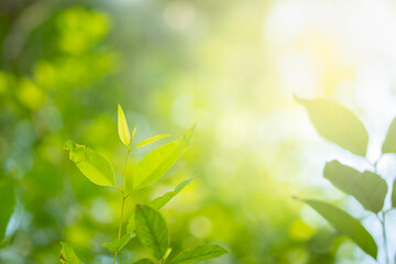 Choose the focus point on the leaf,The leaves are fresh green with copy space.light green.