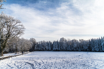 Fototapeta na wymiar winter landscape with trees