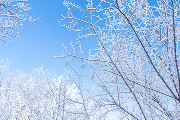 Winter landscape. Branches of trees covered with frost on blue sky background.