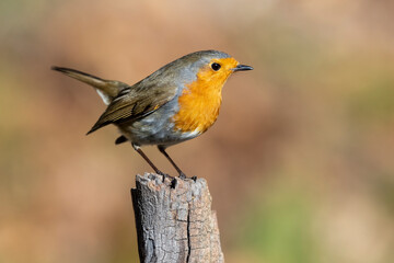 European Robin (Erithacus rubecula) perched on a stake against an ocher blur background