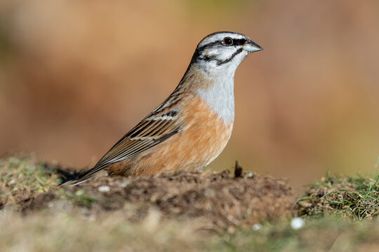 Male Rock bunting (Emberiza cia) feeding in the meadow on an ocher and unfocused background