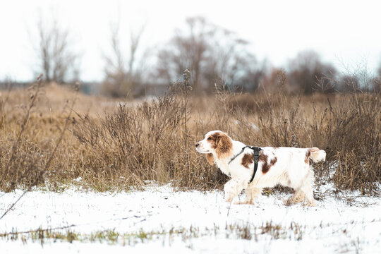 Russian spaniel dog walking outdoors in a winter field.